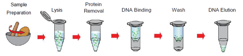 bio-helix