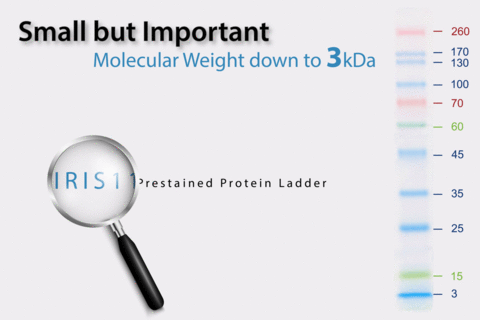 Prestained Protein Ladder with bands down to 3kDa