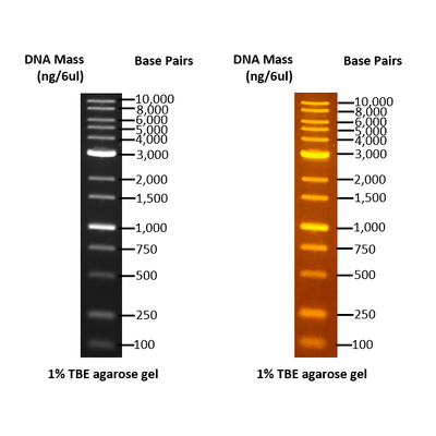 Bh onemark b plus dna marker dm115 0500