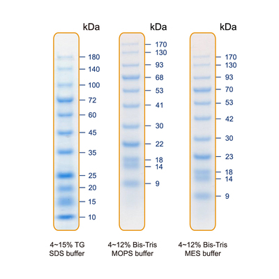 Blueaqua prestained protein ladder pm019 0500