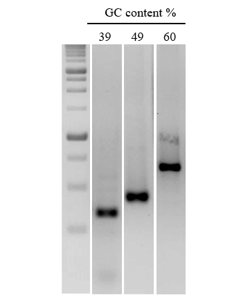 Efficient amplification of DNA sequences with a range of GC content.