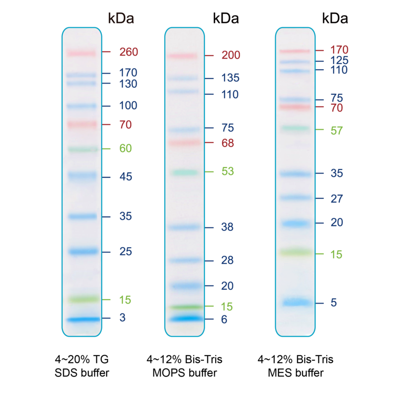 Bio-Helix