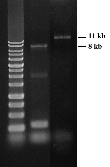 Elongation of RNA templates up to 11 kb in length: RScript reverse transcriptase was used in a reaction with a range of human bladder cancer cell lines - 5637 (HTB-9) RNA. The resulting synthesized cDNA (8 kb ,11kb) was followed by PCR and visualized on a 2% agarose gel. The molecular weight marker used was DNA Ladder 1kb #SDL-1000R.