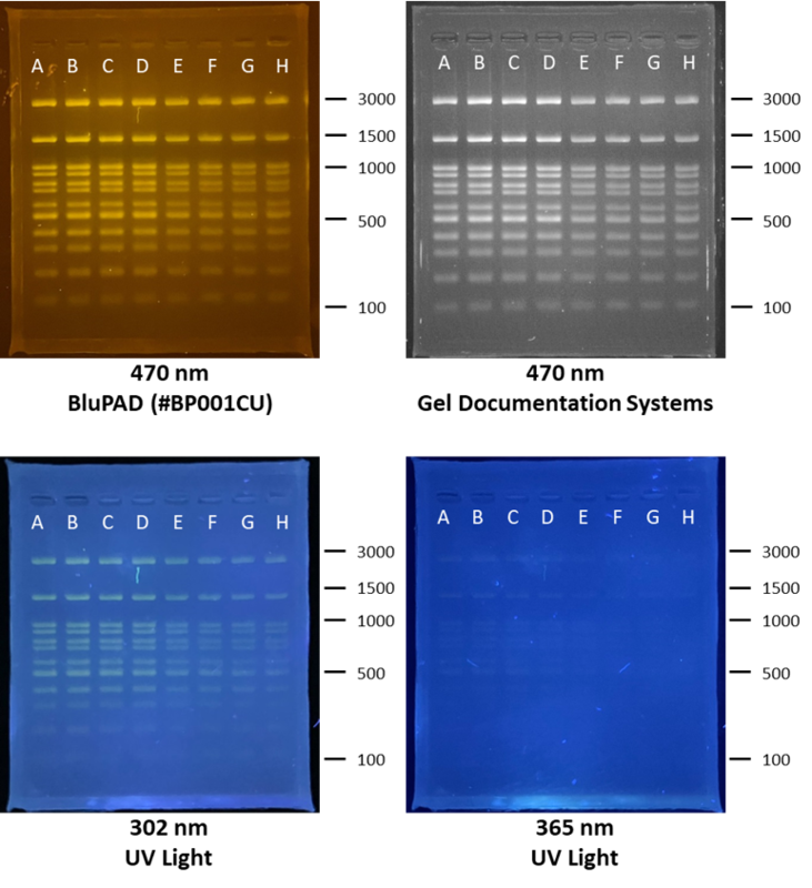 DNA Ladder (DM003-R500, Bio-Helix) was run in 2% agarose gel (MB755-0100, Bio-Helix) with TAE buffer loaded with the premix of Prime Juice (LD011-1000, Bio-Helix) from Lane A-D, as well as Novel Juice (LD001-1000, Bio-Helix) from Lane E-H. The gel images were taken by different devices to show the appearances of both dyes.