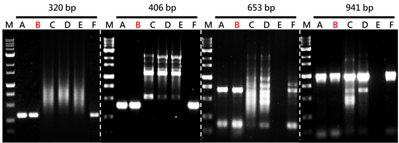 NanoTaq DNA polymerase provides both specificity and yield.