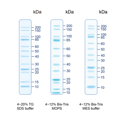 Pmu12 unveil unstained protein ladder
